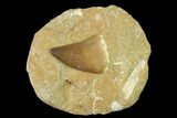 Mosasaur (Prognathodon) Tooth In Rock - Morocco #140661-1
